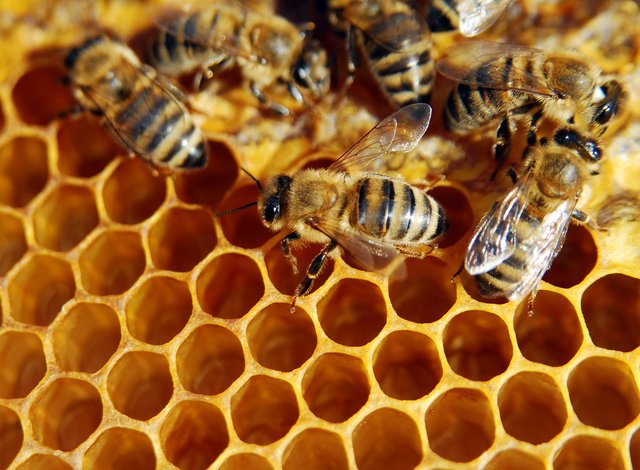 29-годишен фермер с приз за най-добър пчелар на Бургаска област