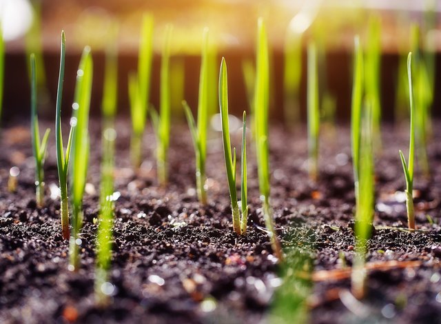 Guarantees for projects in the Agricultural sector