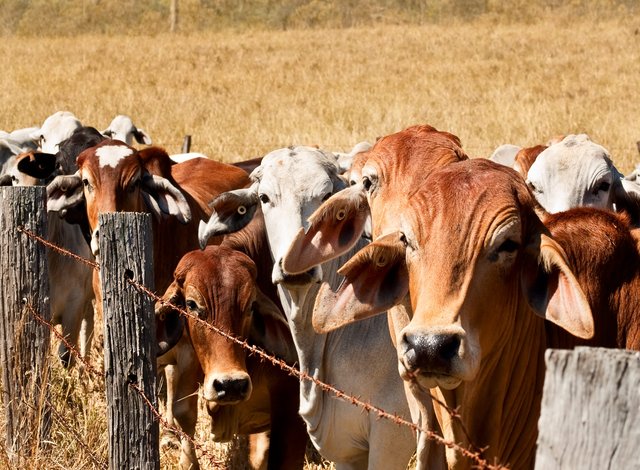 Полковник внася военен хъс в животновъдството