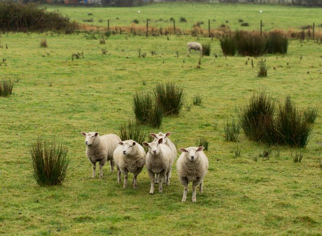 Модерно фермерско стопанство в с. Санадиново
