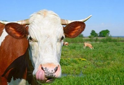 Полковник внася военен хъс в животновъдството