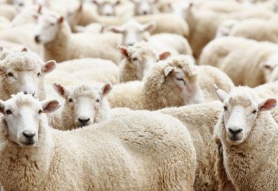 Модерно фермерско стопанство в с. Санадиново