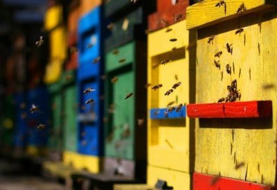 29-годишен фермер с приз за най-добър пчелар на Бургаска област