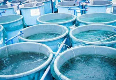 Собственик на малък рибен магазин отваря модерен цех за преработка на риба