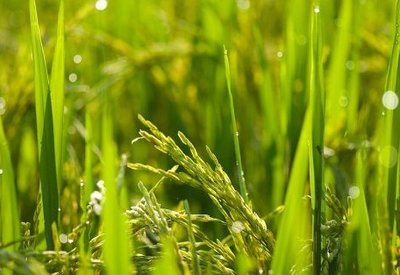 Стар завод става модерно европейско предприятие